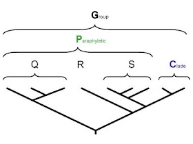 Defining a paraphytic group P as the complement of one monophyletic group, C, with respect to another, G