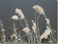 Riella helicophilla
