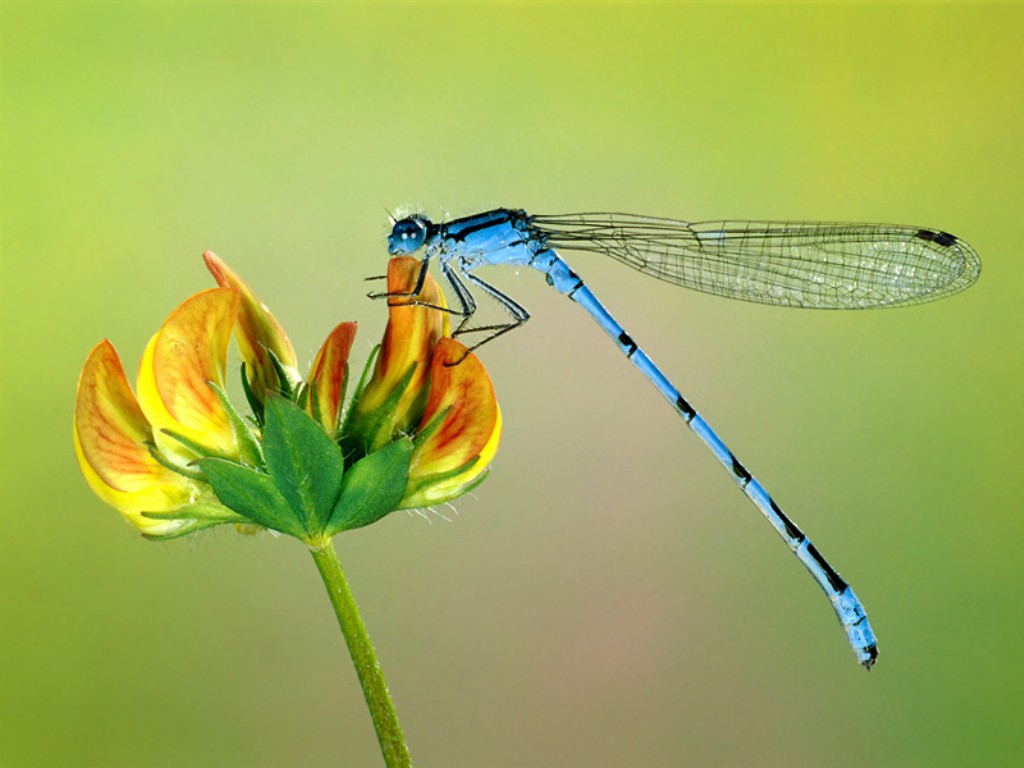 Amazing Dragonfly Insect Dragonfly Facts Images Information Images, Photos, Reviews