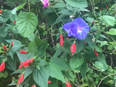 Bermuda vegetation- bright flowers