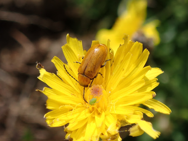 Exosoma lusitanicum