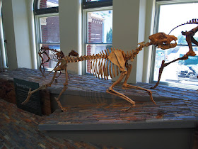 Esqueleto Epicyon haydeni