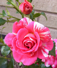 In my garden