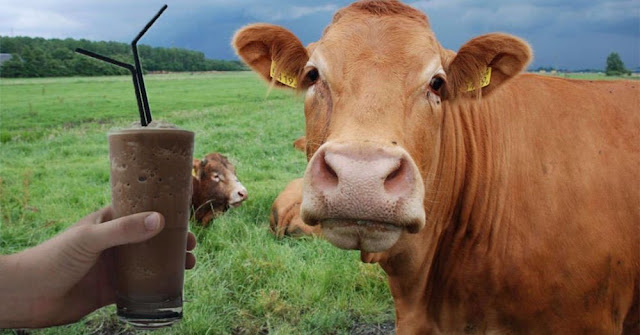leche-chocolatada-no-viene-de vacas-marrones