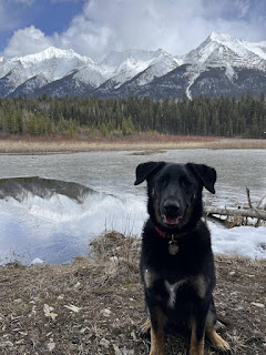 Monty sits nicely for a photo with a backdrop of the Rocky Mountains from Kootenay National Park.