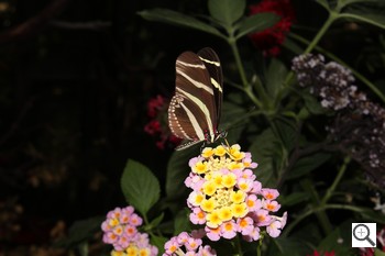 Canon T2i