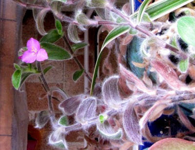 furry spiderwort