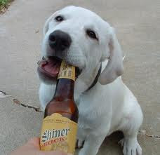 Shiner Bock: Beer so good, a dog will risk its life to open one for you!