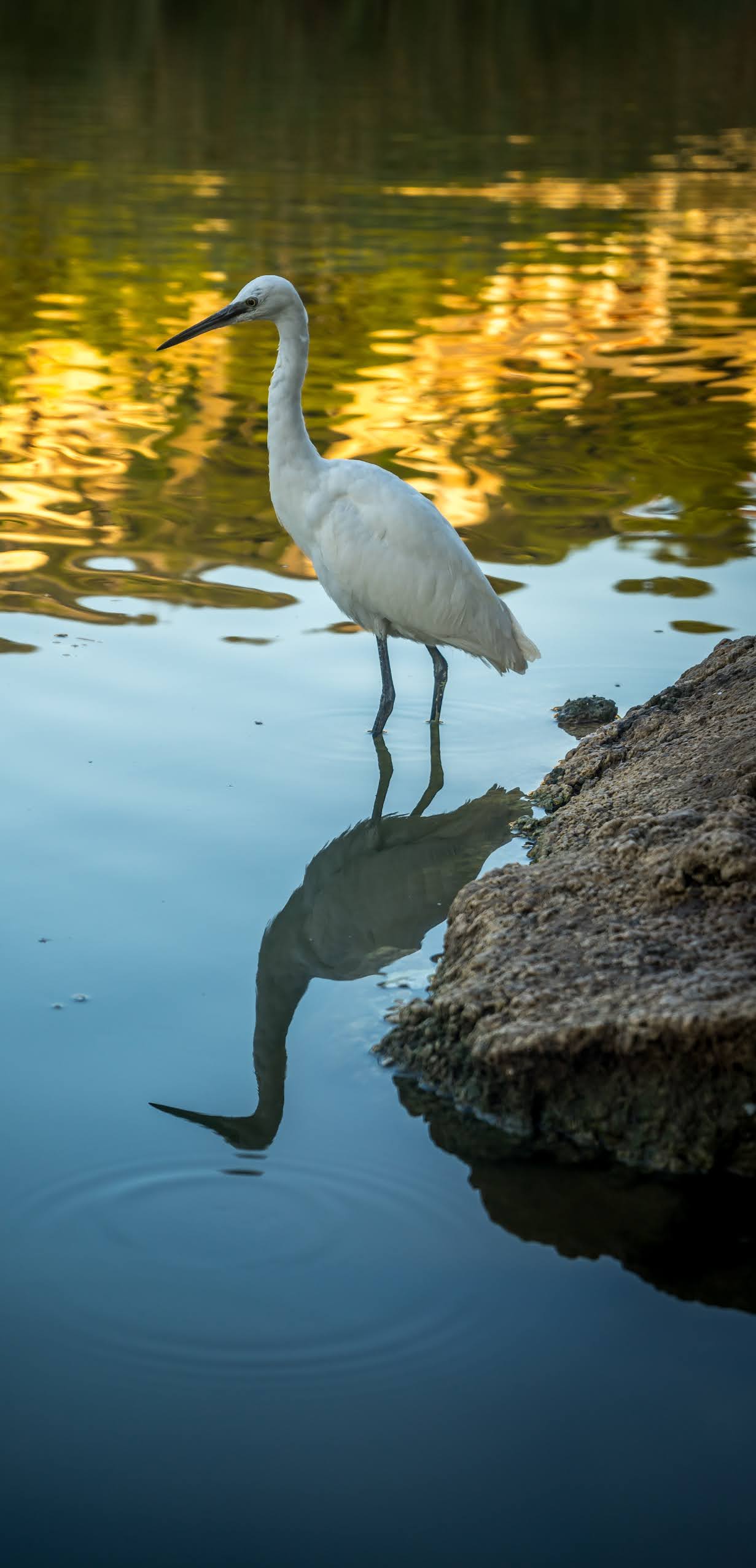 Great egret at a river bank.