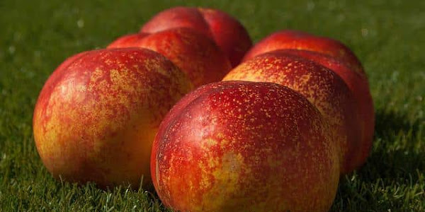 Peach is a Delicious Fruit - Health-Teachers