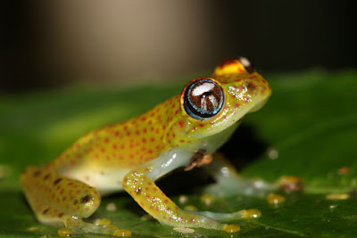 amphibians photos meaning 