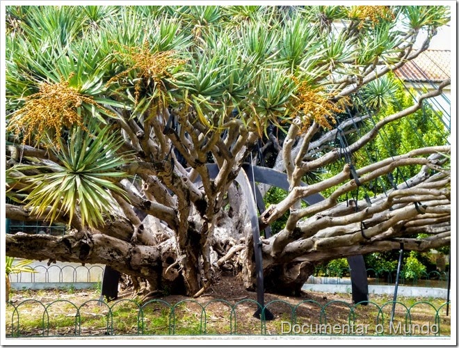 Dragoeiro; Dracaena draco; Jardim Botânico da Ajuda; Ajuda; Lisboa