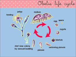 Lifecycle of Obelia diagram