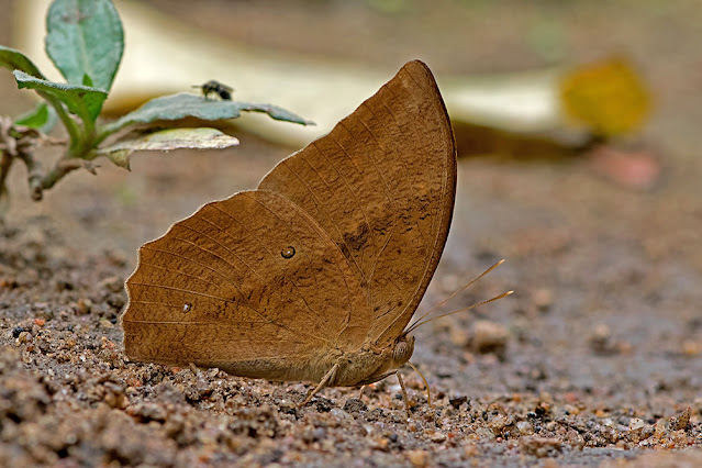 Discophora sondaica