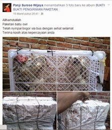 Panji Suroso, penjual musang terpercaya