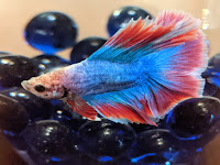 Halfmoon Double Tail Betta