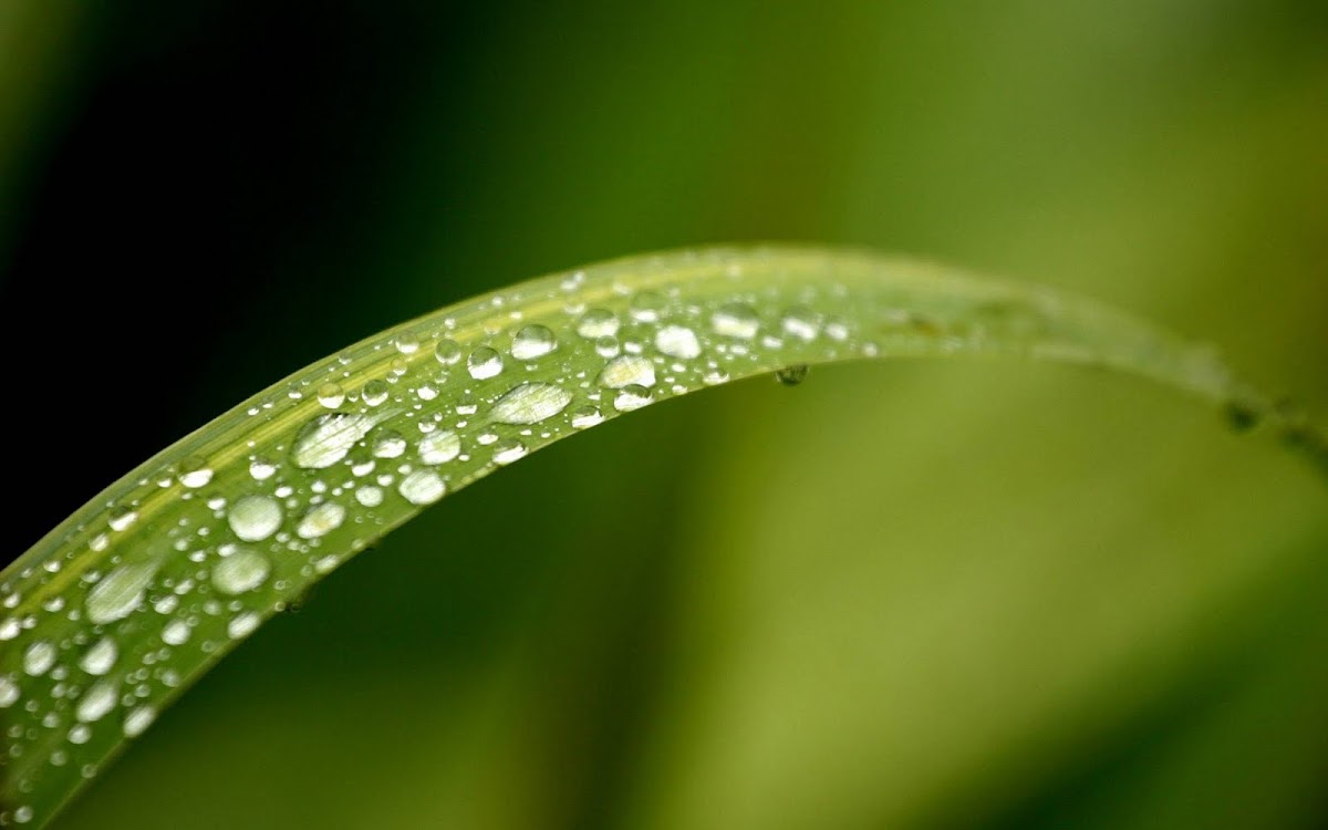 Amazing Water Drops Widescreen HD Wallpaper 6