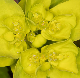 Flowers of Sun Spurge, Euphorbia helioscopia.