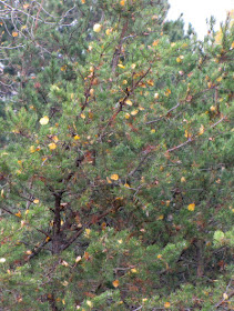 evergreen tree with autumn leaves