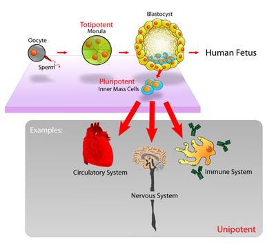 animal cell diagram without labels. plant cell diagram without