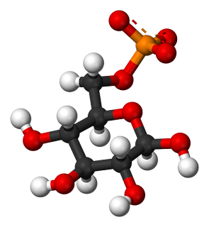 https://commons.wikimedia.org/wiki/File:Beta-D-glucose-6-phosphate-3D-balls.png