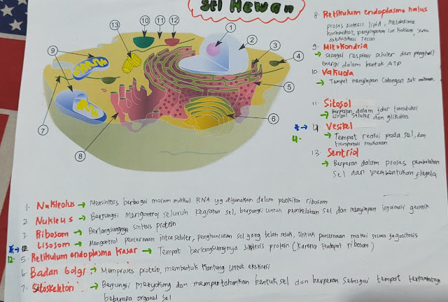 BLOG BIOLOGI ASYIK SOAL  HOTS  tentang  Sel