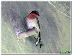 20110612_130846_079_ShuangxiRiver
