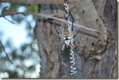 big spider closeup