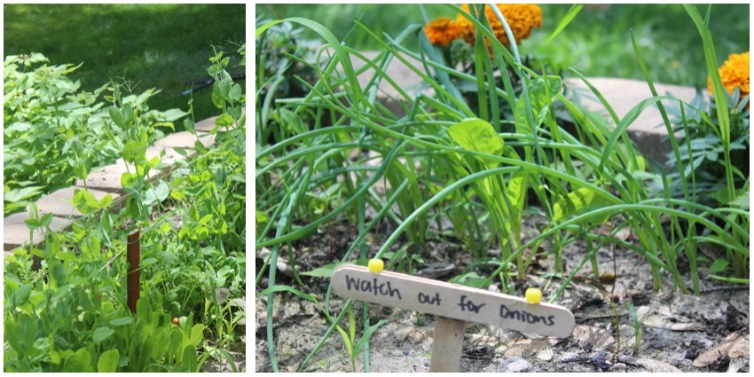 garden2_6