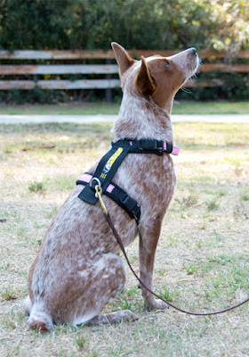 All-purpose mushing harness for dog-powered sports