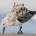 Sanderling (Early Breading Plumage) with Video