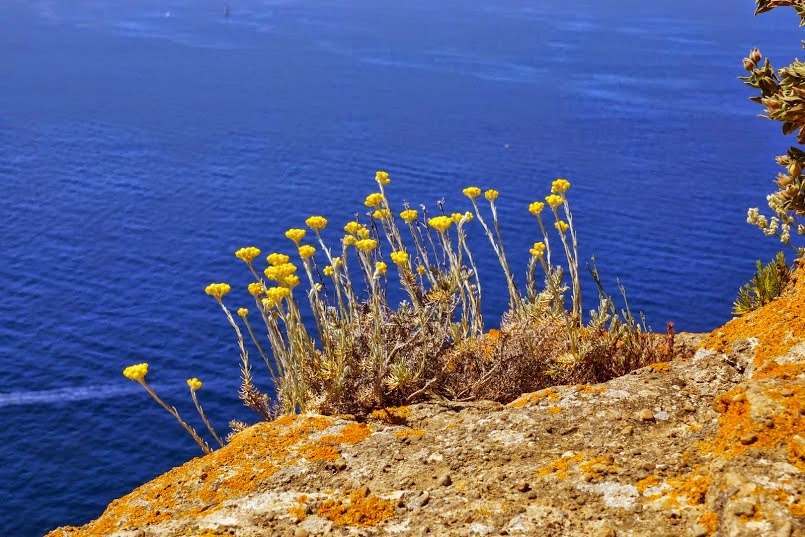 http://www.randonnees-calanques.fr/p/randonnee-initiation-la-botanique-dans.html