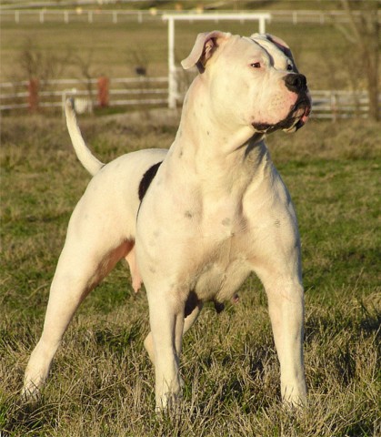 johnsons american bulldog. this ulldog, the Johnson