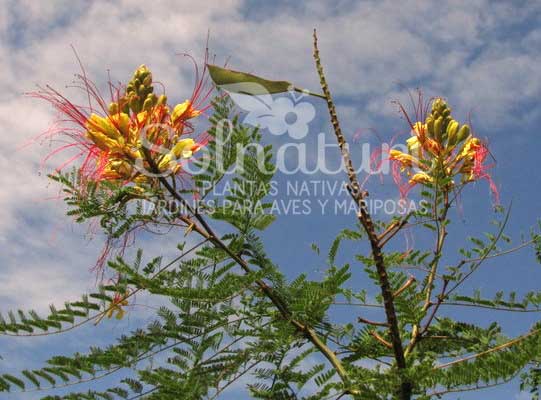 Caesalpinia gilliesii  Barba de chivo, Lagaña de Perro