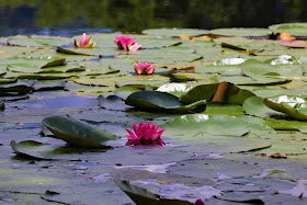 Lotus in the Pond @Walkersons Hotel #Dullstroom #SA #PhotoYatra #TheLifesWayCaptures