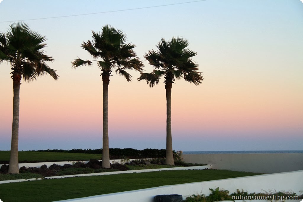 Palm Trees in Rocky Point