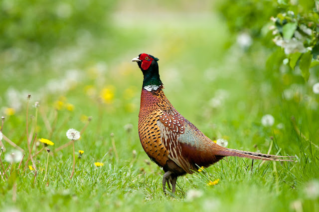 amazing bird photo