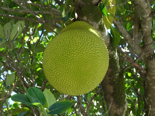 Jacquier - Jaquier - Arbre à pain - Artocarpus heterophyllus 