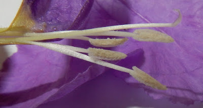 紫花蘆利草的雄蕊及雌蕊