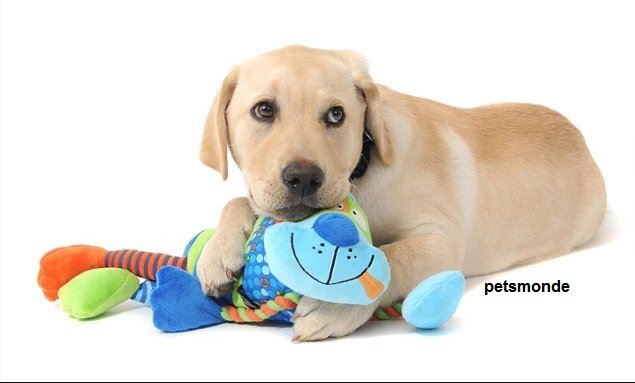 pet canva, lazy dogs, emmi pet, animal adoption, hyperallergenic dogs, chewy dog, hush puppies dog, staffy dog, cat love, trifexis for dogs, interceptor plus for dogs, furbo dog camera, stray dogs, famous dogs, sausage dog puppy, yumove dog, vet clinics near me, spanish water dog, nexgard for dogs, best vet near me, teddy dog, heartgard for dogs, heartworm in dogs, banfield vet, invisible dog fence, simparica for dogs, pet meds, benadryl dosage for dogs, dog vet near me, cheap vets near me, low cost vet, pet hospital, dog vet, free pet vaccinations near me, low cost dog vaccinations near me, best dog foods, esa dog, underground dog fence, pet meds online, electric dog fence, dog clinic near me, dog daycare near me, war dog, vip pet clinic, dog hospital, healthy dog treats, dog fence, fleas on dogs, frontline plus for dogs, pet vet clinic, pet boarding near me, walking the dog, flea treatment for dogs, cosequin for dogs, boxer dog, jug dog, holistapet, dog grooming school, sentinel for dogs, vetco clinic,