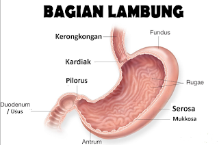 Alat Pencernaan Manusia Secara Lengkap