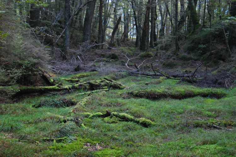 Forest of New Zealand