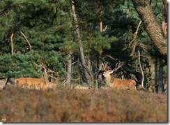 Burlen in de bronst