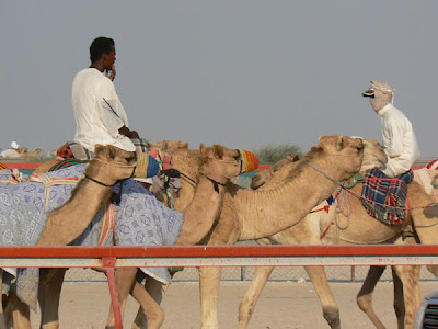 Camels on the racing track