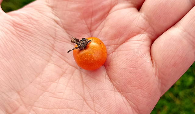 Teeny tiny tomato