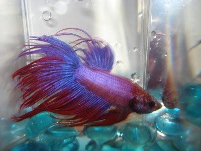 crowntail betta splenden