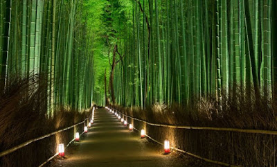 Arashiyama bamboo groves - Kyoto, Japan