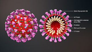 coronavirus 2019 structure