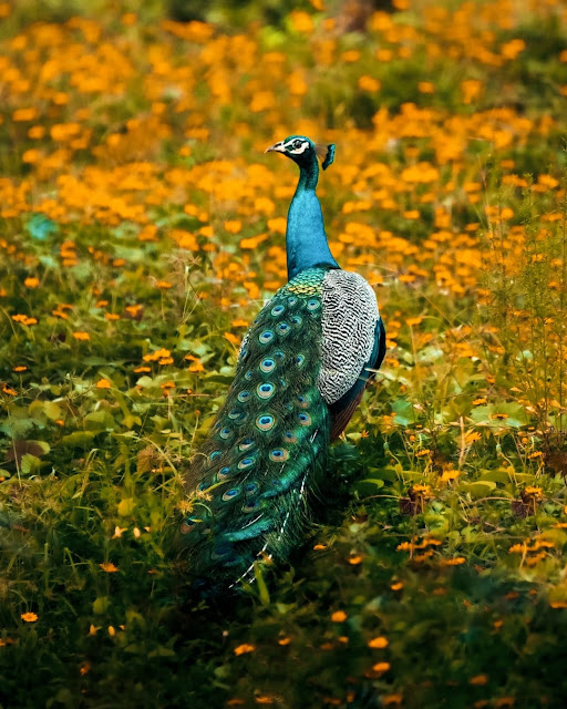 Beautiful Peacock Pics
