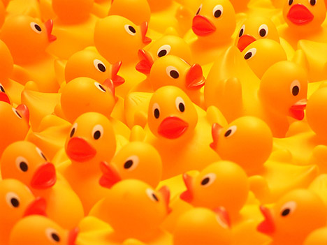2500 rubber ducks stolen from